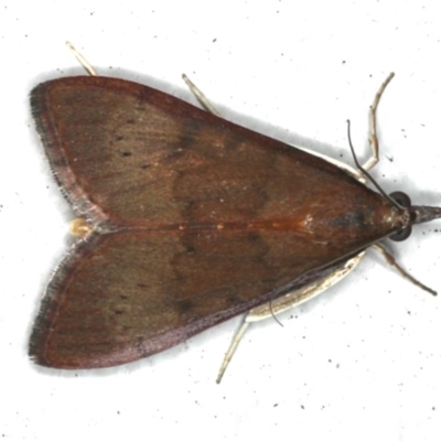 Uresiphita ornithopteralis (Tree Lucerne Moth) at Ainslie, ACT - 31 Jan 2020 by jb2602