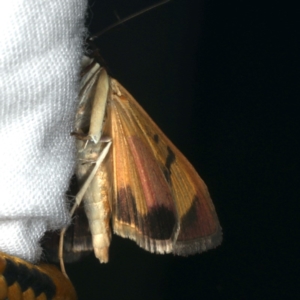 Uresiphita ornithopteralis at Ainslie, ACT - 31 Jan 2020