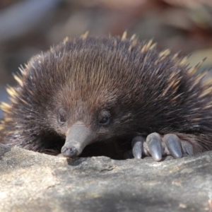 Tachyglossus aculeatus at Hackett, ACT - 24 Feb 2018