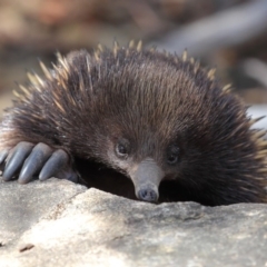 Tachyglossus aculeatus at Hackett, ACT - 24 Feb 2018 01:12 PM