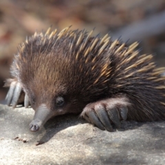 Tachyglossus aculeatus at Hackett, ACT - 24 Feb 2018 01:12 PM