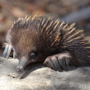 Tachyglossus aculeatus at Hackett, ACT - 24 Feb 2018