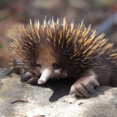 Tachyglossus aculeatus at Hackett, ACT - 24 Feb 2018