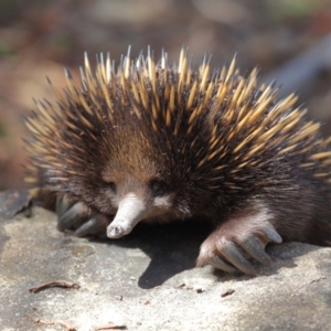 Tachyglossus aculeatus at Hackett, ACT - 24 Feb 2018 01:12 PM