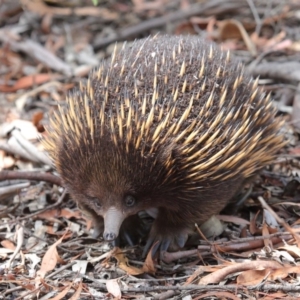 Tachyglossus aculeatus at Hackett, ACT - 24 Feb 2018 01:12 PM