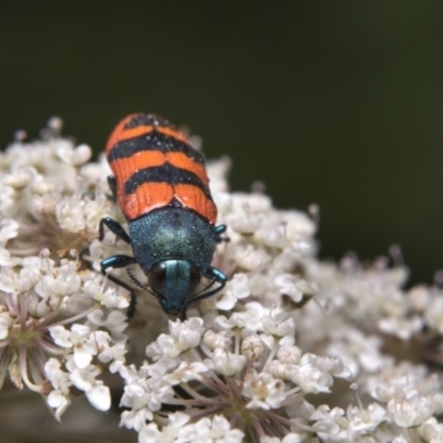 Castiarina crenata (Jewel beetle) at Bombala, NSW - 19 Jan 2020 by bettybruns
