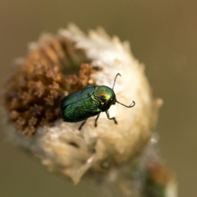 Aporocera (Aporocera) jacksoni (Leaf beetle) at Bombala, NSW - 3 Jan 2020 by bettybruns