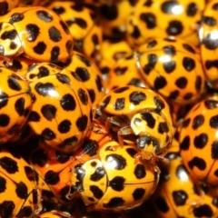 Harmonia conformis at Majura, ACT - 12 Mar 2018