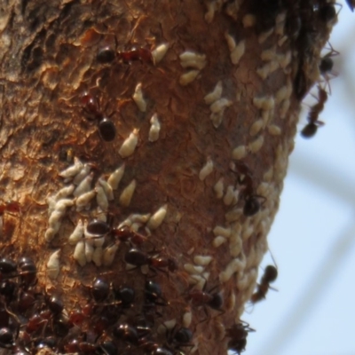 Pulvinaria sp. (genus) (Unidentified Pulvinaria scale insect) at Denman Prospect, ACT - 30 Jan 2020 by Christine