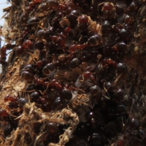 Pulvinaria sp. (genus) at Denman Prospect, ACT - 30 Jan 2020