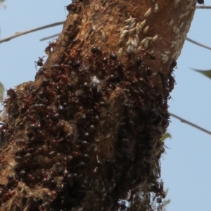 Pulvinaria sp. (genus) at Denman Prospect, ACT - 30 Jan 2020