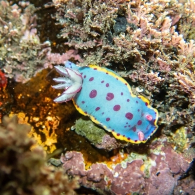 Hypselodoris bennetti (Hypselodoris bennetti) at Tathra, NSW - 1 Feb 2020 by bdixon75