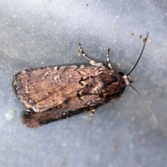 Unidentified Noctuoid moth (except Arctiinae) at O'Connor, ACT - 31 Jan 2020 by ibaird