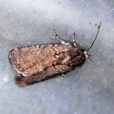 Proteuxoa nycteris (A Noctuid moth) at O'Connor, ACT - 31 Jan 2020 by ibaird
