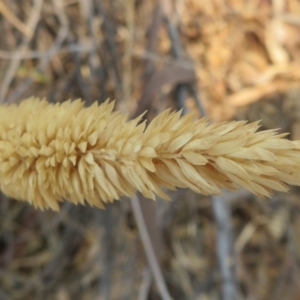 Phalaris aquatica at Denman Prospect, ACT - 30 Jan 2020