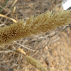 Phalaris aquatica at Denman Prospect, ACT - 30 Jan 2020 11:57 AM