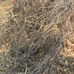 Phalaris aquatica at Denman Prospect, ACT - 30 Jan 2020 11:57 AM