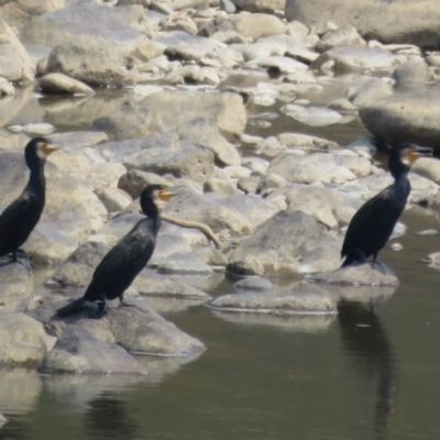 Phalacrocorax carbo (Great Cormorant) at Uriarra Recreation Reserve - 30 Jan 2020 by Christine