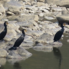 Phalacrocorax carbo (Great Cormorant) at Stromlo, ACT - 30 Jan 2020 by Christine