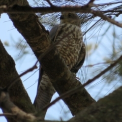 Tachyspiza cirrocephala (Collared Sparrowhawk) at Strathnairn, ACT - 30 Jan 2020 by Christine