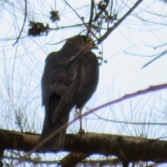 Tachyspiza cirrocephala at Strathnairn, ACT - 30 Jan 2020