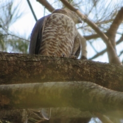 Tachyspiza cirrocephala at Strathnairn, ACT - 30 Jan 2020