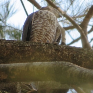 Tachyspiza cirrocephala at Strathnairn, ACT - 30 Jan 2020