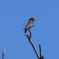 Eurystomus orientalis (Dollarbird) at Deakin, ACT - 31 Jan 2020 by JackyF