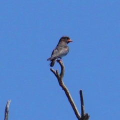 Eurystomus orientalis (Dollarbird) at Red Hill Nature Reserve - 30 Jan 2020 by JackyF