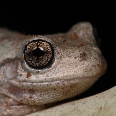 Litoria peronii (Peron's Tree Frog, Emerald Spotted Tree Frog) at Amaroo, ACT - 24 Jan 2020 by kdm