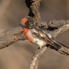 Petroica goodenovii (Red-capped Robin) at Majura, ACT - 31 Jan 2020 by rawshorty