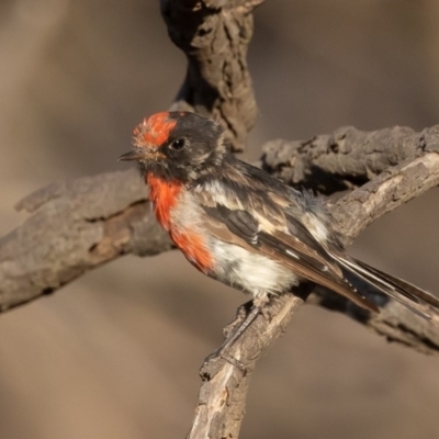 Petroica goodenovii (Red-capped Robin) at Majura, ACT - 1 Feb 2020 by rawshorty