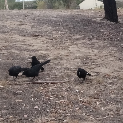 Corcorax melanorhamphos (White-winged Chough) at Kambah, ACT - 9 Jan 2020 by RosemaryRoth