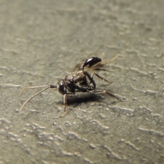 Evaniidae (family) (Hatchet wasp) at Conder, ACT - 10 Jan 2020 by michaelb