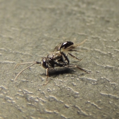 Evaniidae (family) (Hatchet wasp) at Conder, ACT - 11 Jan 2020 by MichaelBedingfield