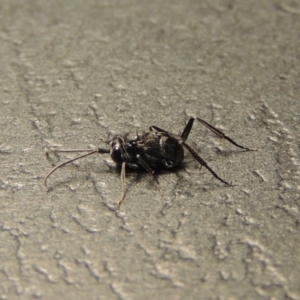 Evaniidae (family) at Conder, ACT - 11 Jan 2020