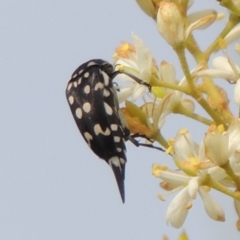 Mordella dumbrelli (Dumbrell's Pintail Beetle) at Conder, ACT - 8 Jan 2020 by michaelb