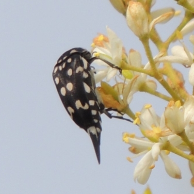 Mordella dumbrelli (Dumbrell's Pintail Beetle) at Conder, ACT - 8 Jan 2020 by MichaelBedingfield