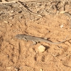 Pogona barbata (Eastern Bearded Dragon) at Mount Majura - 1 Feb 2020 by petersan