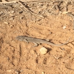 Pogona barbata at Hackett, ACT - 2 Feb 2020