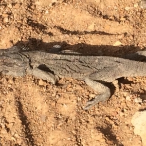 Pogona barbata at Hackett, ACT - 2 Feb 2020