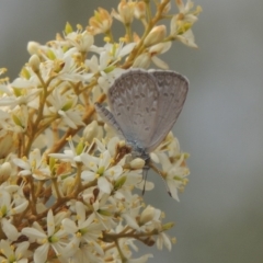 Zizina otis (Common Grass-Blue) at Conder, ACT - 8 Jan 2020 by michaelb