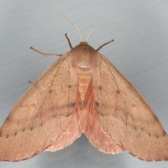 Arhodia lasiocamparia (Pink Arhodia) at Ainslie, ACT - 1 Feb 2020 by jb2602