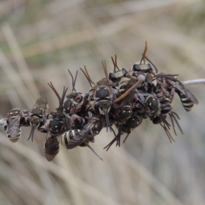 Lipotriches (Austronomia) phanerura (Halictid Bee) at Conder, ACT - 21 Dec 2019 by michaelb