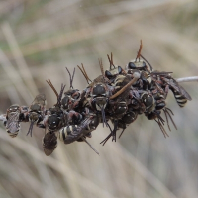 Lipotriches (Austronomia) phanerura (Halictid Bee) at Conder, ACT - 22 Dec 2019 by MichaelBedingfield