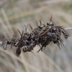 Lipotriches (Austronomia) phanerura (Halictid Bee) at Conder, ACT - 21 Dec 2019 by michaelb