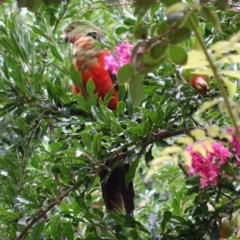 Alisterus scapularis (Australian King-Parrot) at Hughes, ACT - 2 Feb 2020 by JackyF