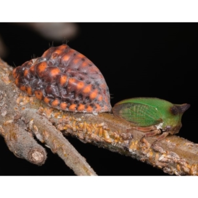 Sextius virescens (Acacia horned treehopper) at Mulligans Flat - 24 Jan 2020 by kdm