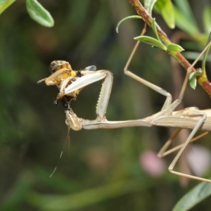 Archimantis sp. (genus) at Evatt, ACT - 3 Mar 2018 12:24 PM