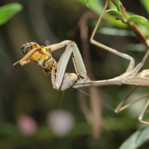 Archimantis sp. (genus) at Evatt, ACT - 3 Mar 2018 12:24 PM